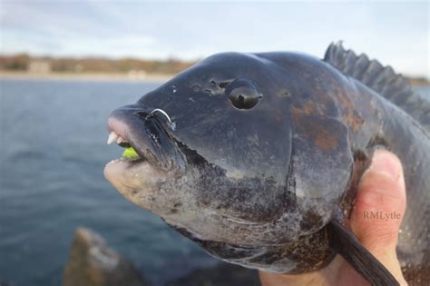 Connecticut Fly Angler: Species Profile: Tautog