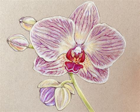 Aggregate more than 74 orchid pencil sketches - seven.edu.vn