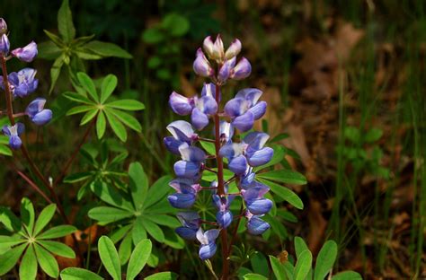 How to Grow Blue Lupine Flowers (American Native)