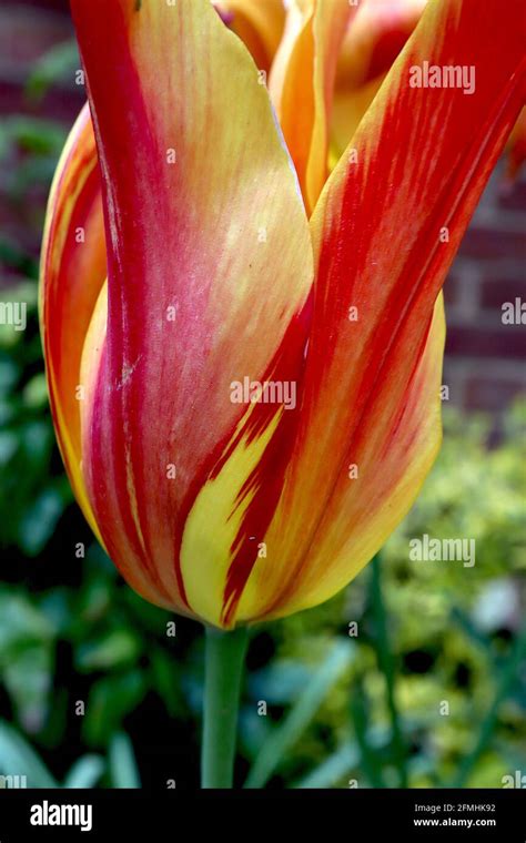 Tulipa ‘Aladdin’ Lily flowering 6 Aladdin tulip broken – scarlet red ...