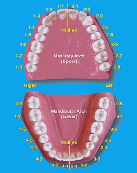 Tooth Numbering System - FDI, ISO, Palmer, ADA Dental Numbering Systems