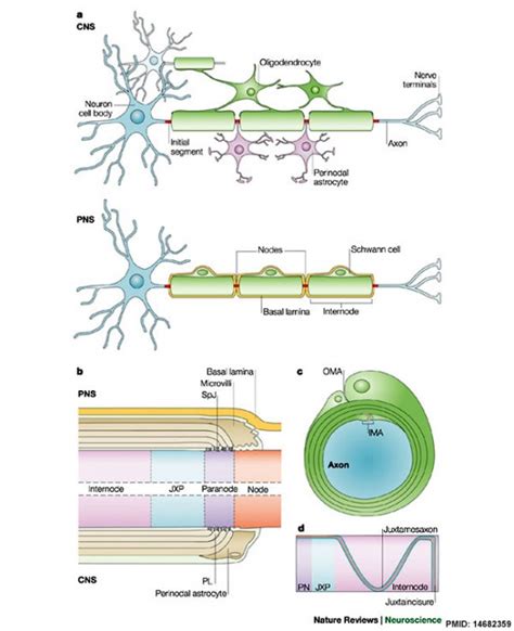 Nerve fibers, unmyelinated; C Fibers