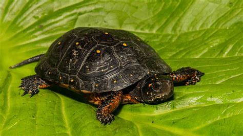 Spotted Turtle - Elmwood Park Zoo