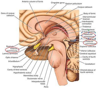 Anterior commissure: connects both olfactory bulbs (bilaterally), connects parts of the temporal ...