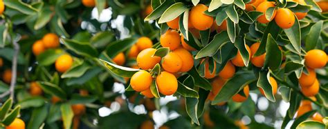 Tips & Tricks For Growing Citrus Trees In O.C. – Roger's Gardens