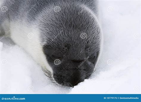 Hooded seal pup stock image. Image of cristata, antarctica - 10779175