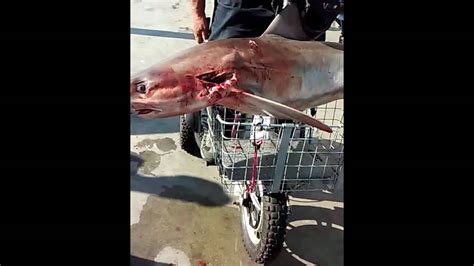 Huntington beach pier fishing 2016 - YouTube