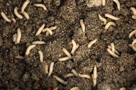 Why Are There Maggots in My Vermicomposting Bin & Is It Good or Bad?