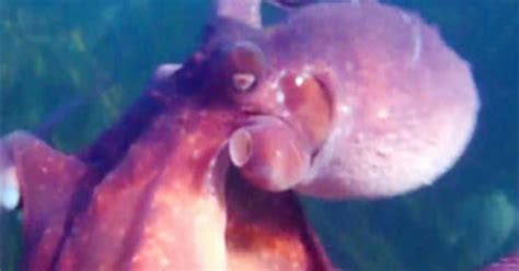 Octopus Steals Camera, Takes Video - CBS News