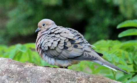 Ruffled Feathers Photograph by Cynthia Guinn - Fine Art America