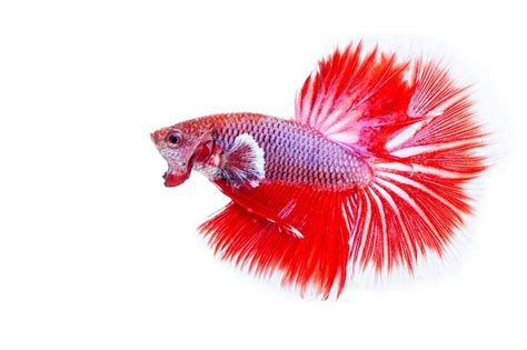 Premium Photo | Betta fish isolated on white background.