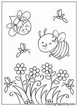 Bee Coloring Sheet  Free Printable Pages sketch template