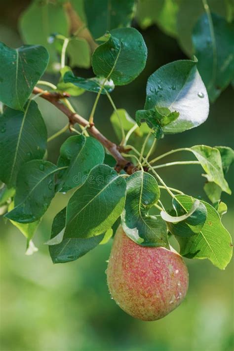 Ripe Red Apples on an Apple Tree; Harvesting, Autumn. Stock Photo ...