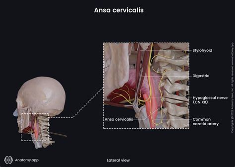 Ansa cervicalis | Encyclopedia | Anatomy.app | Learn anatomy | 3D models, articles, and quizzes