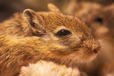 Gerbil Behavior – What is Your Gerbil Expressing? – thepetsavvy.com