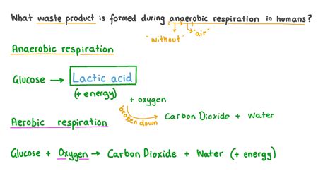 Question Video: Recalling the Waste Product Produced from Anaerobic ...