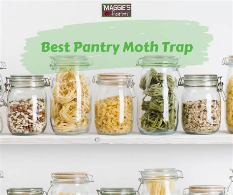 Best Pantry Moth Trap: What Should I Look For? – Maggie's Farm Ltd