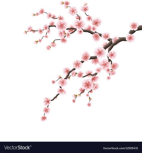 Cherry blossom branch EPS 10 Royalty Free Vector Image