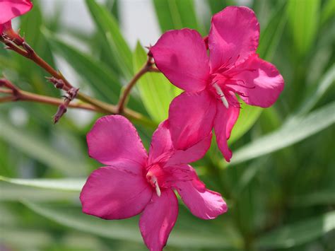 The Profile of the Deadly Beauty Oleander Plant - GetRather.com