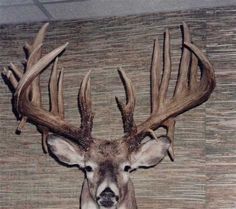 World Record Whitetail Deer Whitetail Deer The KING Company