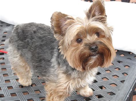 20 best Yorkie Poo Haircuts images by Susan on Pinterest | Yorkie poo ...