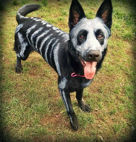 Pet Owners Use Non-Toxic Face Paint To Turn Their Animals Into Creepy Skeletons For Halloween ...