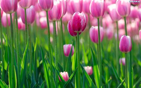 Free Tulip Wallpaper Screensavers - WallpaperSafari