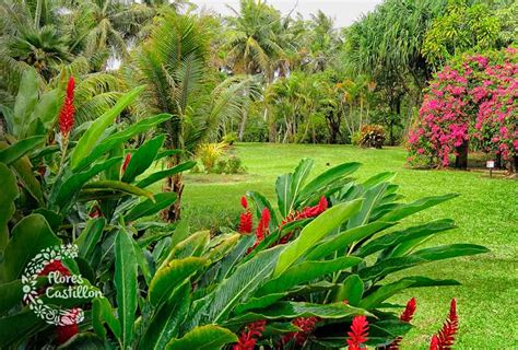 5 ideas para disfrutar de un jardín tropical en tu hogar | Flores Castillón