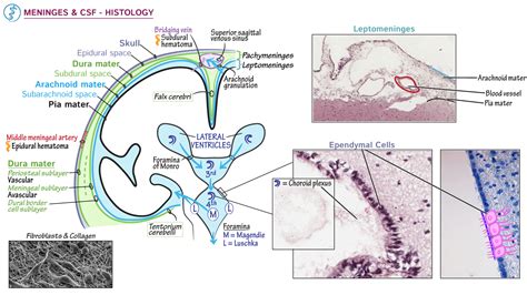 Histology Fundamentals: Meninges & CSF - Histology | Draw It to Know It