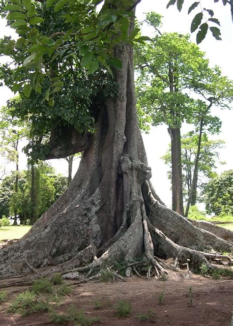 Nakayima Tree - The Mystery tree in Uganda - African Spirituality