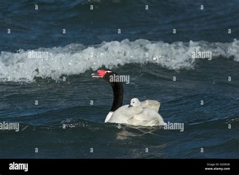 Black-necked Swan (Cygnus melancoryphus) with cygnets Patagonia Chile ...