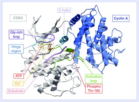 Cyclin-dependent kinase 2/cyclin A complex (PDB code 1QMZ). | Download ...