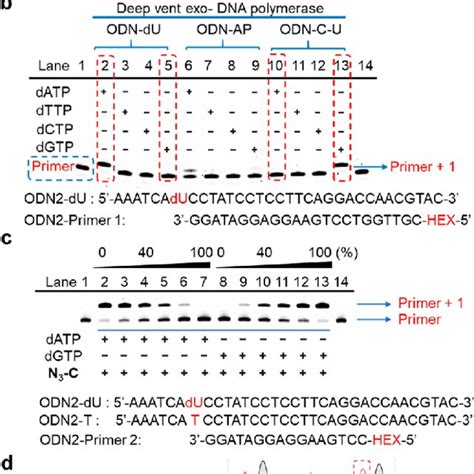 Gel electrophoresis and Sanger sequencing analysis to validate that N 3 ...