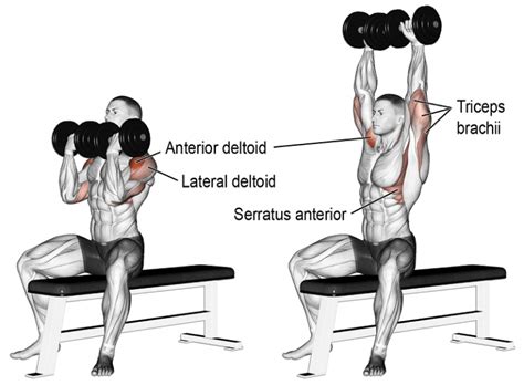 How to Arnold Dumbbell Press? What Are The Benefits?