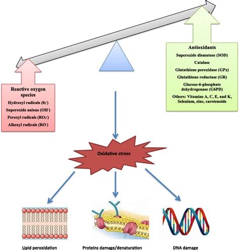 Oxidative stress resulting from an imbalance between ROS generation and ...