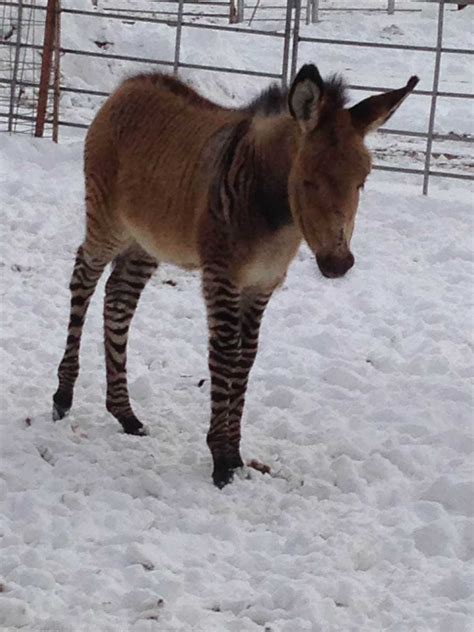 Images: Zebra-Donkey hybrid 'zedonk' born in Kansas