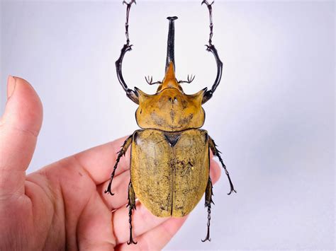 hercules beetle for sale | Compare 44 second hand ads