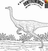 Gallimimus Coloring Pages sketch template