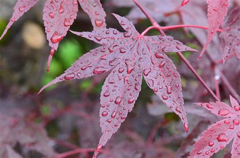 Chinese Red Maple Leaf Photograph by Linda Larson