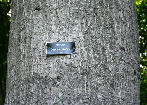 Common Types of Oak Trees (With Bark Photos for Identification) | Owlcation