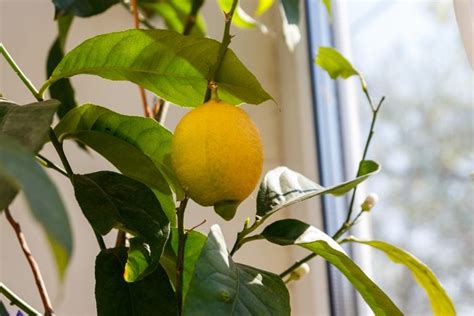 How To Grow Lemon Trees Indoors This Winter | The Family Handyman