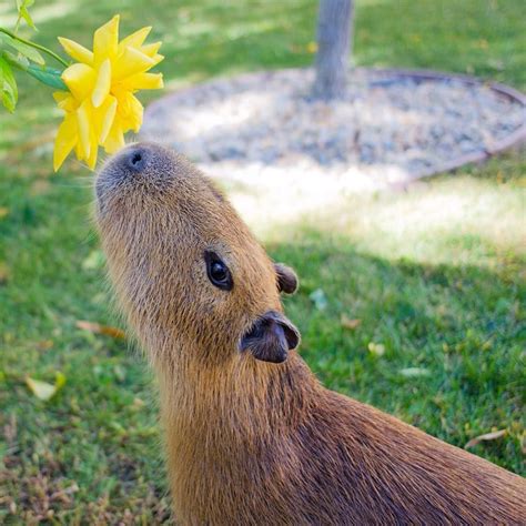 Капибара и цветок | Capybara, Baby capybara, Cute baby animals