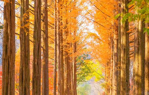 Beautiful Pine trees in autumn on the Nami island,South Korea 10000068 ...