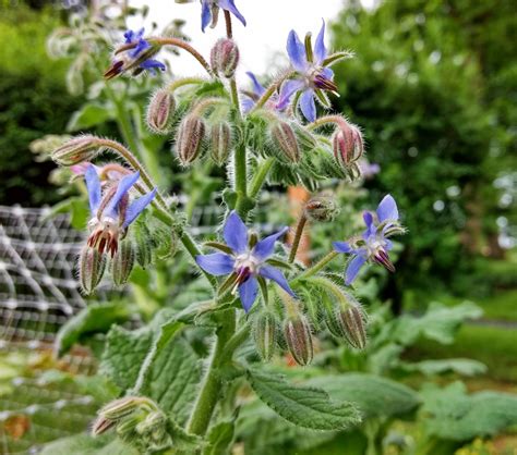 How to Grow Borage - Iris and Honey