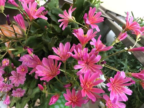 Flower of the Day: 03.09.2018 Lewisia | Chronicles of an Anglo Swiss