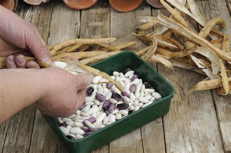 How to Save Beans For Seeds