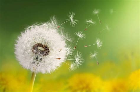 Dandelion - Wallpaper