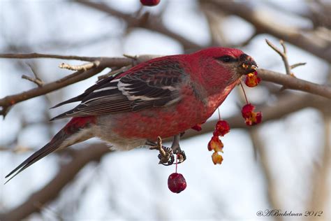 Ann Brokelman Photography: Pine Grosbeak up north - Nov 2012