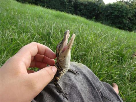 15 Reasons Why Reptiles Make Great Pets