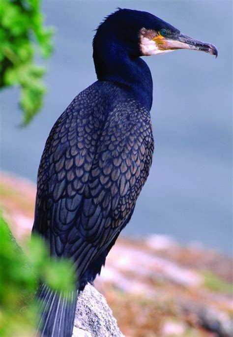 What's that big black bird? | Scottish Wildlife Trust